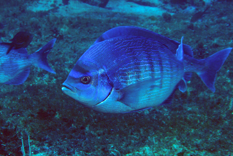 Spondyliosoma cantharus  in riproduzione
